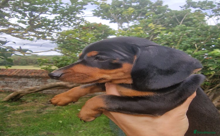 Dachshund dogs in Ware - Advert 1