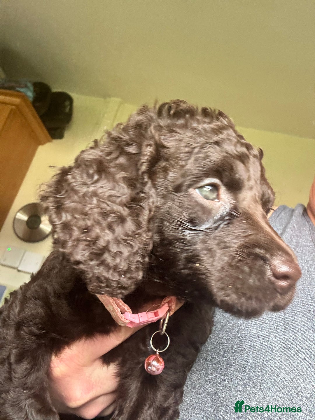 Cocker Spaniel dogs for sale: Cocker Spaniel pups. Ready 27/09/25 - Image 14