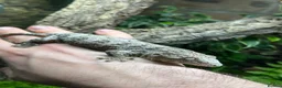 Gecko reptiles for sale: Pair of Leachianus Geckos and juveniles  - Advert 8