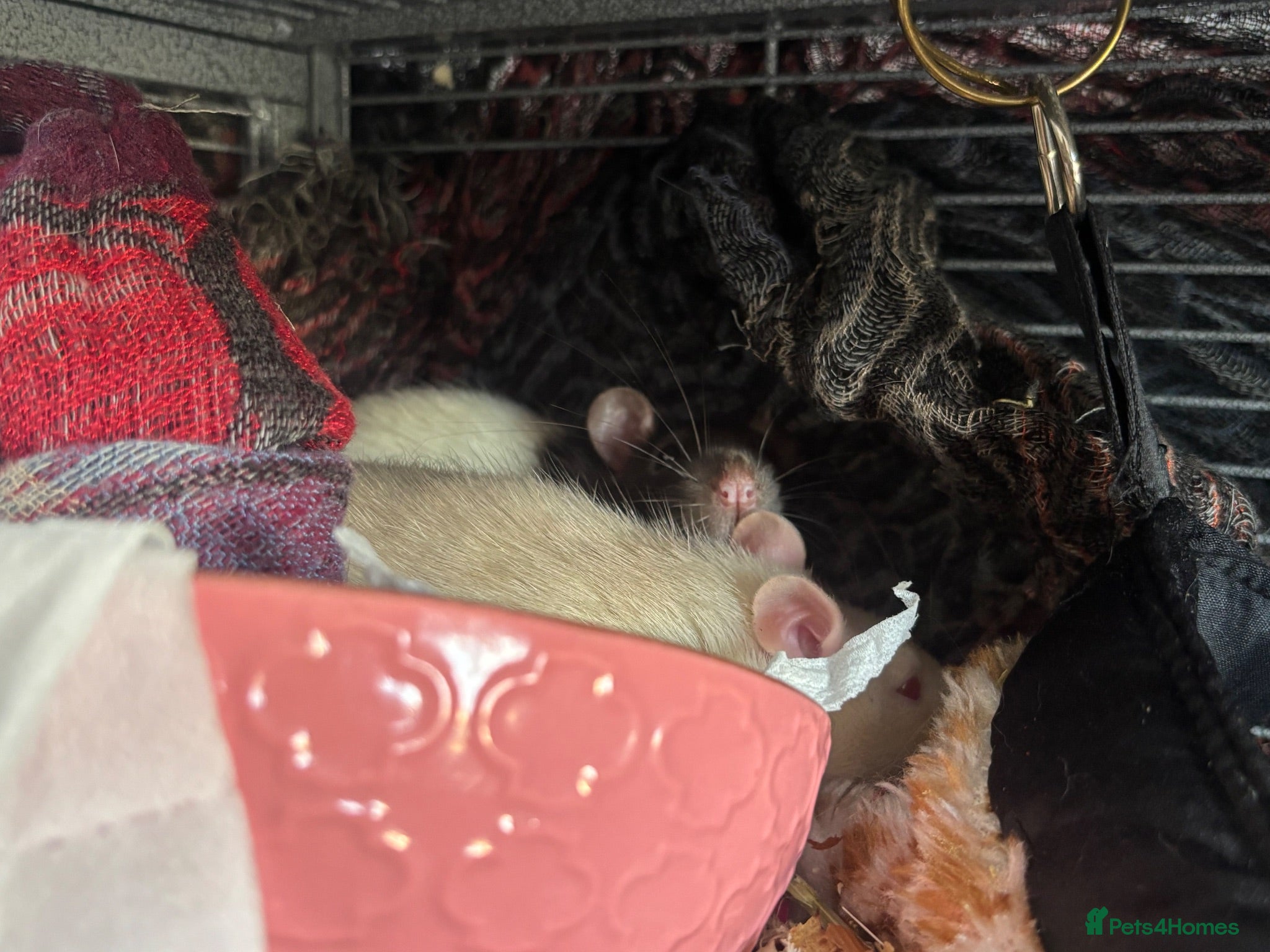 Rat rodents 2 Beautiful Boy Rats - Advert 1