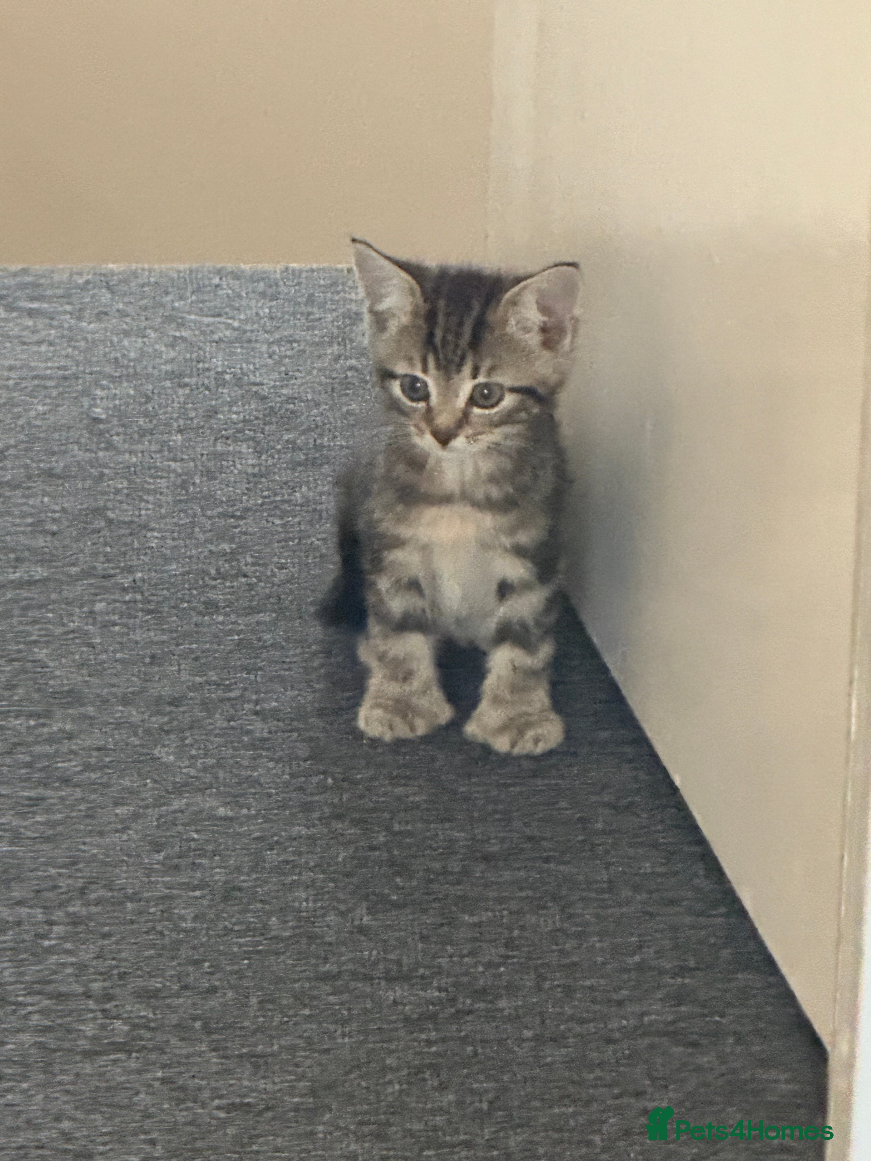 Mixed Breed cats Two gorgeous sibling kittens  - Advert 5