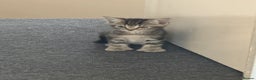 Mixed Breed cats for sale: Two gorgeous tabby sibling kittens  - Advert 3
