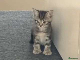 Mixed Breed cats Two gorgeous sibling kittens - Advert 1