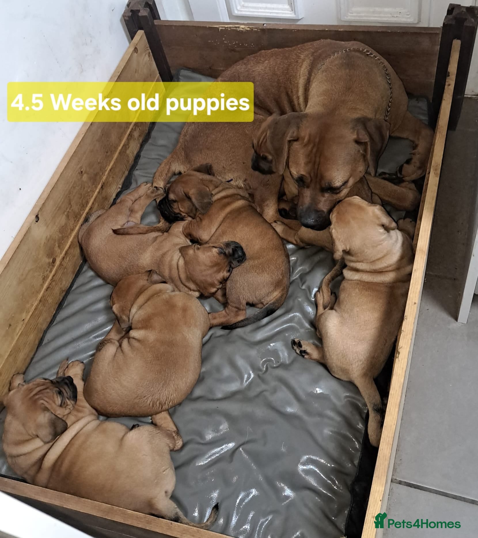 Boerboel dogs Boreboel (Bella) gave birth, 3 girls left - Advert 12