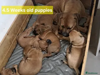Boerboel dogs Boreboel (Bella) gave birth, 3 girls left - Advert 12