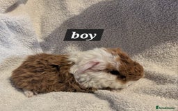 Guinea Pig rodents for sale: Baby sheltie and texel guineapigs  - Advert 18