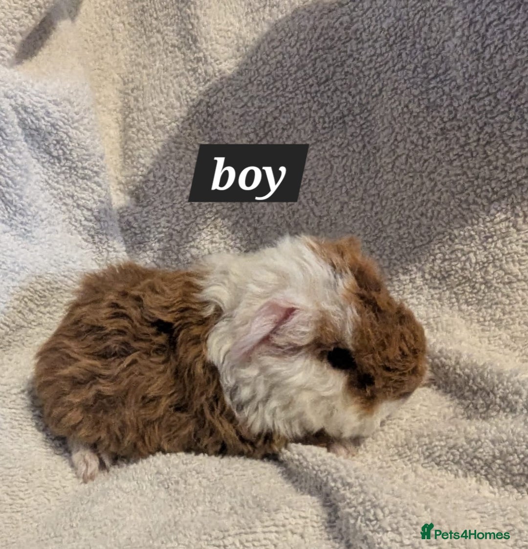 Guinea Pig rodents for sale: Baby sheltie and texel guineapigs  - Advert 18