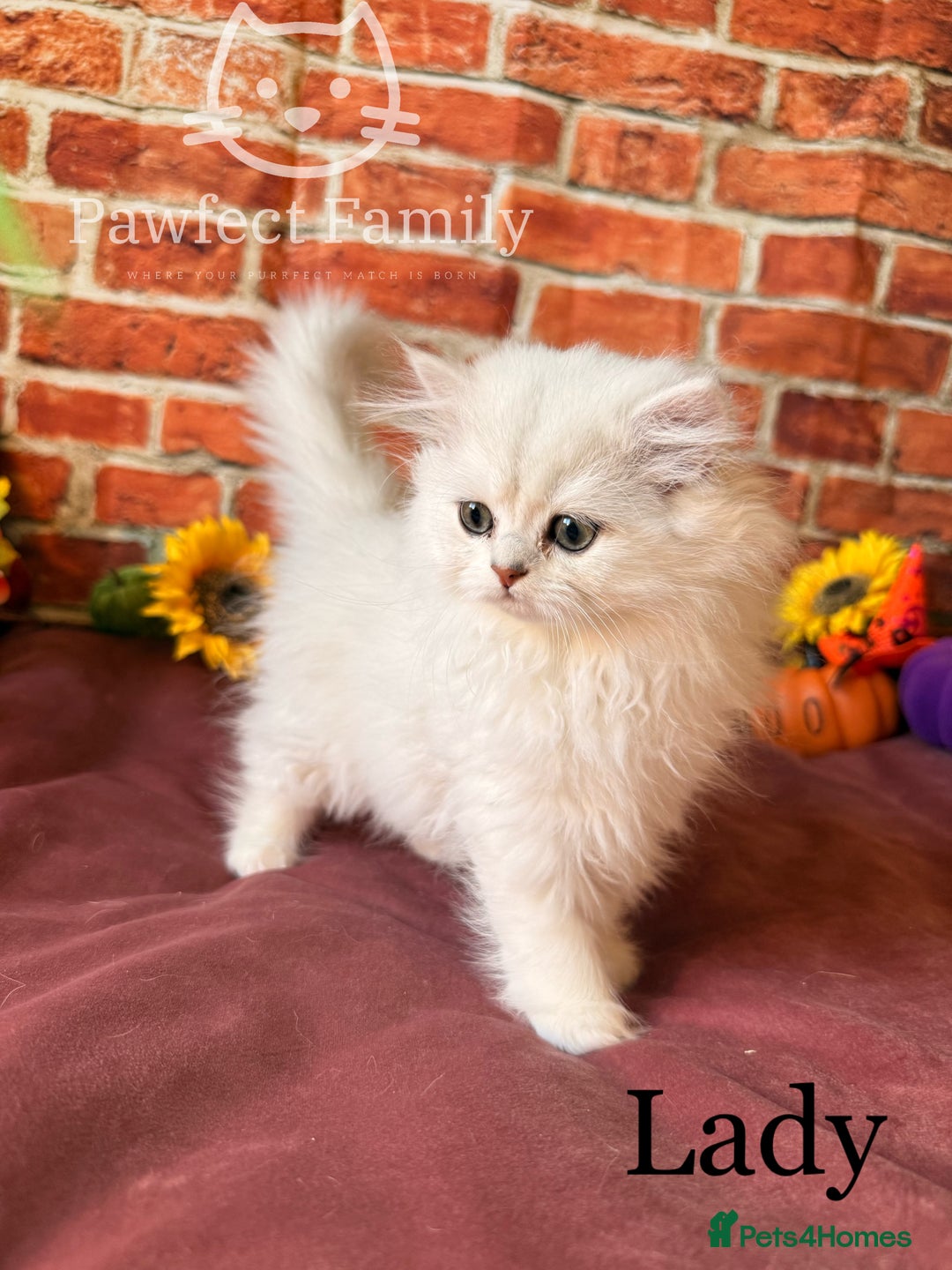 British Shorthair cats for sale: Superb pedigree show quality kittens - Image 6