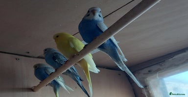 Budgerigars birds - Advert 8