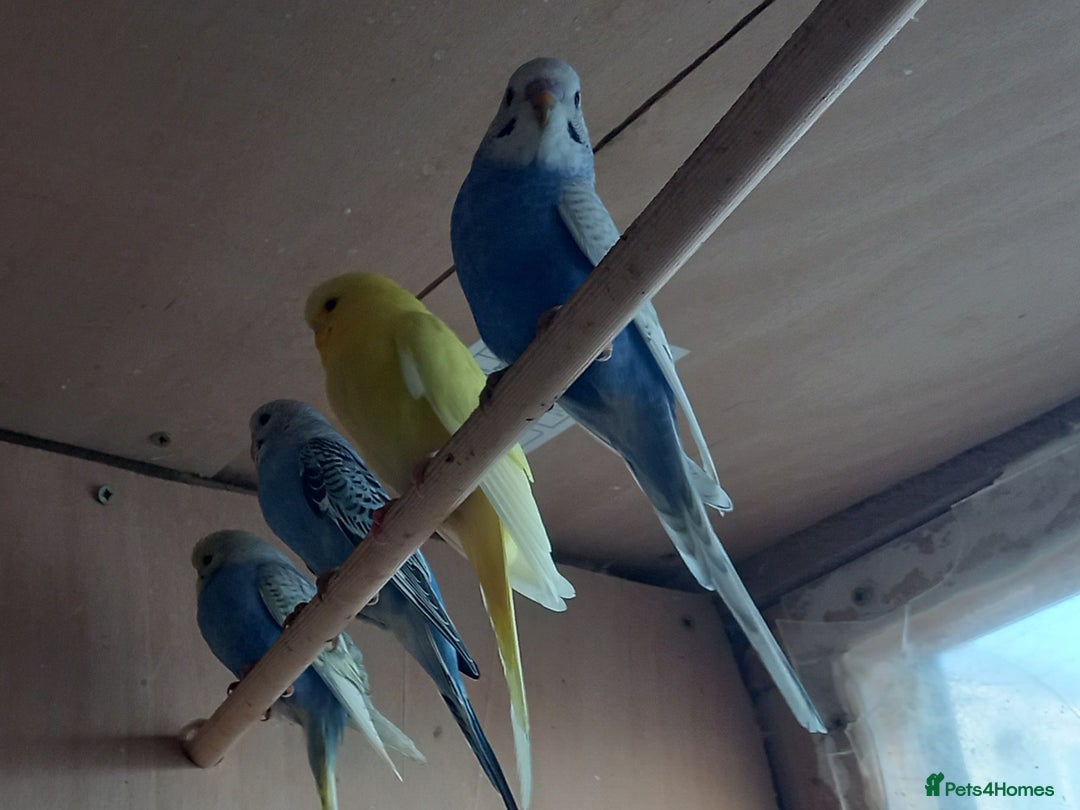Budgerigars birds for sale: Beautiful baby budgies... - Image 4