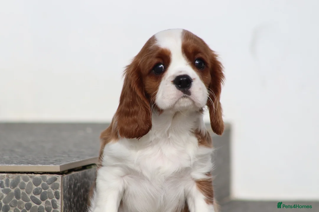 Cavalier King Charles Spaniel dogs for sale: Cavalier King Charles Spaniel puppy  - Advert 9