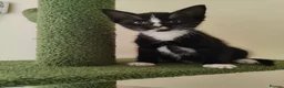 Mixed Breed cats for sale: Ready for their forever home  - Advert 4