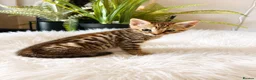 Bengal cats for sale: Bengal kittens - Advert 7