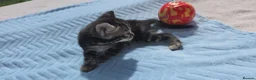 Bengal cats for sale: Beautiful Purebred Bengal Kittens Ready Soon - Advert 15