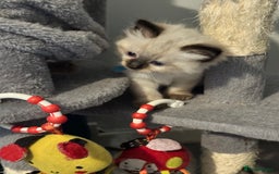 Ragdoll cats for sale: Ragdoll - Image 13