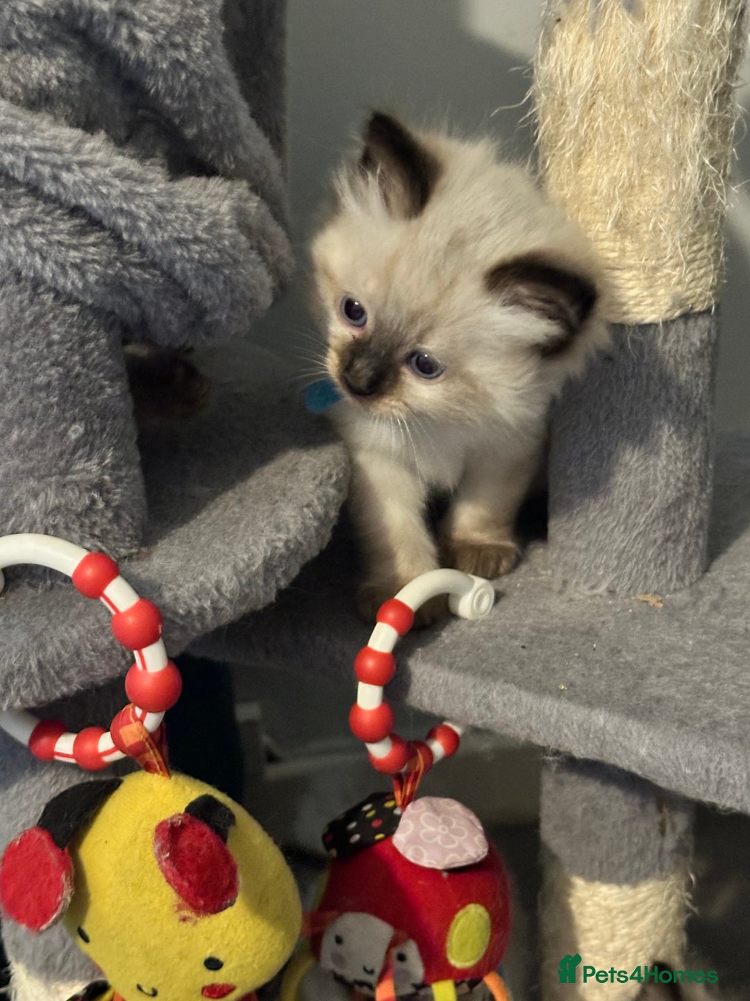 Ragdoll cats for sale: Ragdoll - Image 13