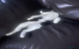 Mixed Breed cats for sale: One boy kitten - Image 3