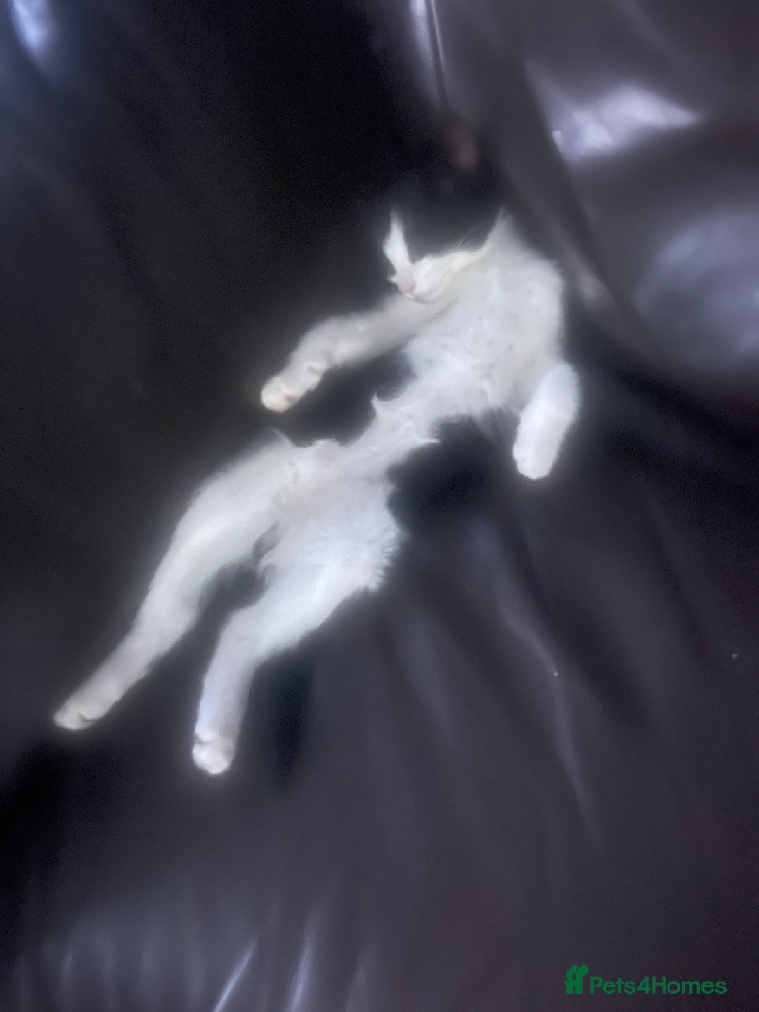 Mixed Breed cats for sale: One boy kitten - Image 3