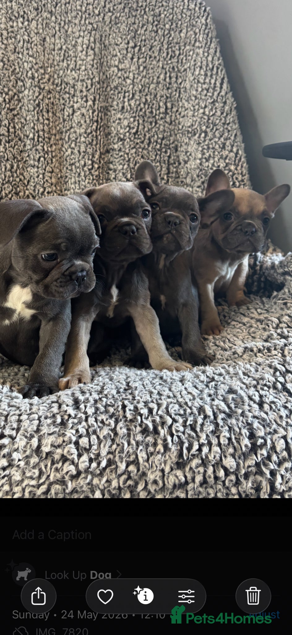 French Bulldog dogs French bulldog puppies  - Advert 18