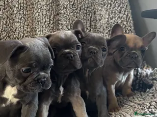 French Bulldog dogs French bulldog puppies - Advert 18