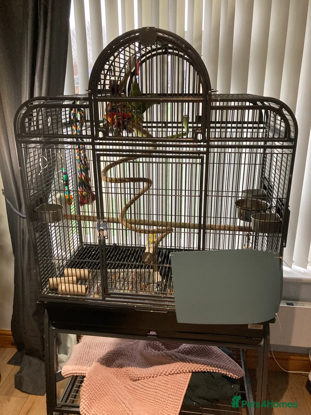 Ringnecks birds for sale: Ring neck  - Advert 7