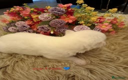 Siberian Husky dogs for sale: Siberian Husky puppies - Advert 5