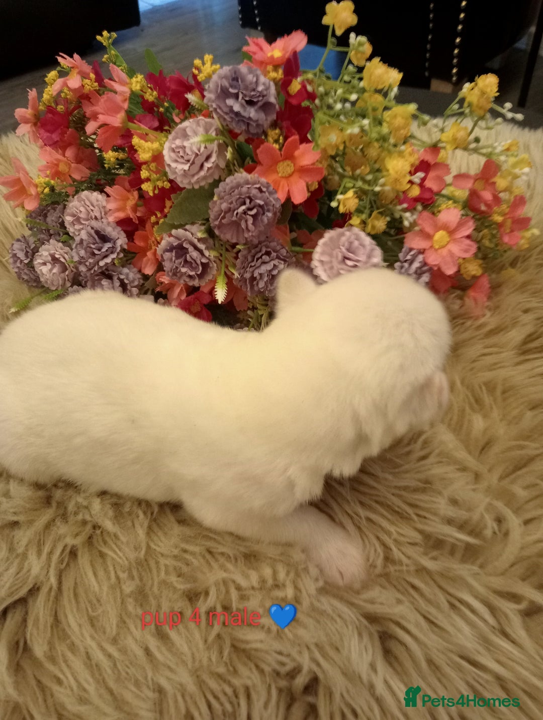 Siberian Husky dogs for sale: Siberian Husky puppies - Advert 5