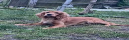 Cocker Spaniel dogs for sale: Cocker spaniel puppies  - Advert 3