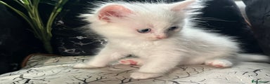 Ragdoll Kitten 3