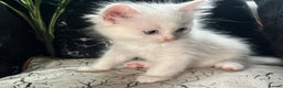 Ragdoll cats for sale: Ragdoll/Persian kittens - Advert 9