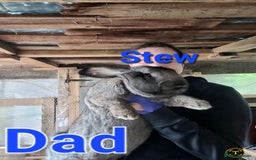Continental Giant rabbits for sale: Pure Continental Giant Vaccinated  - Image 34