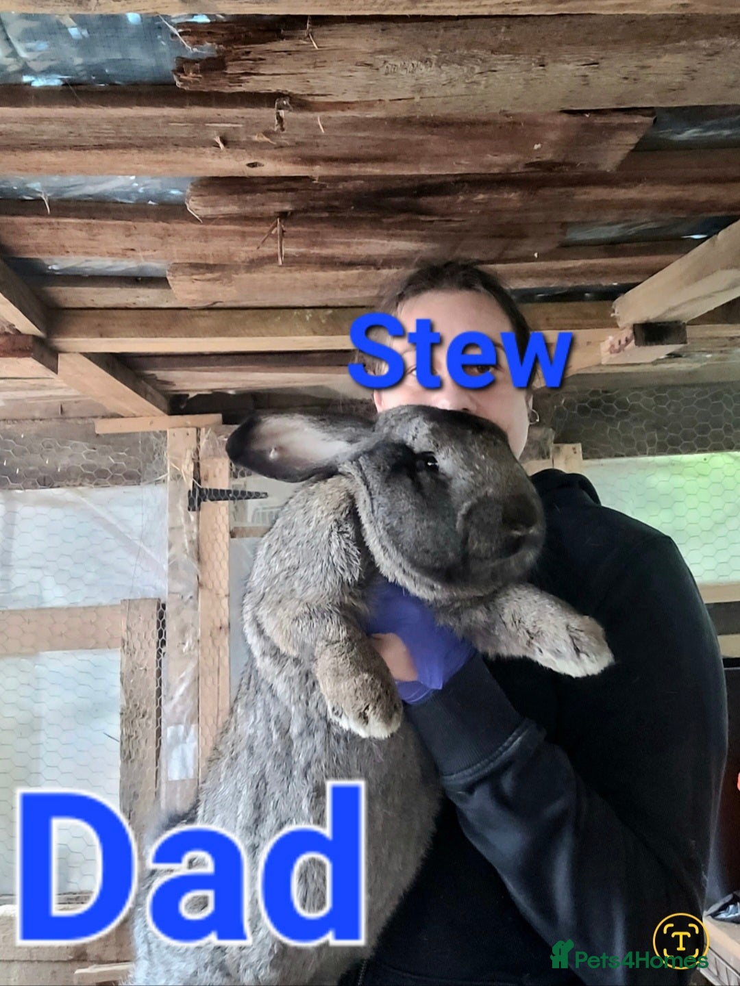 Continental Giant rabbits for sale: Pure Continental Giant Vaccinated  - Image 34