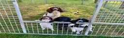 Sprocker dogs for sale: Sprocker Spaniel puppies  - Advert 1