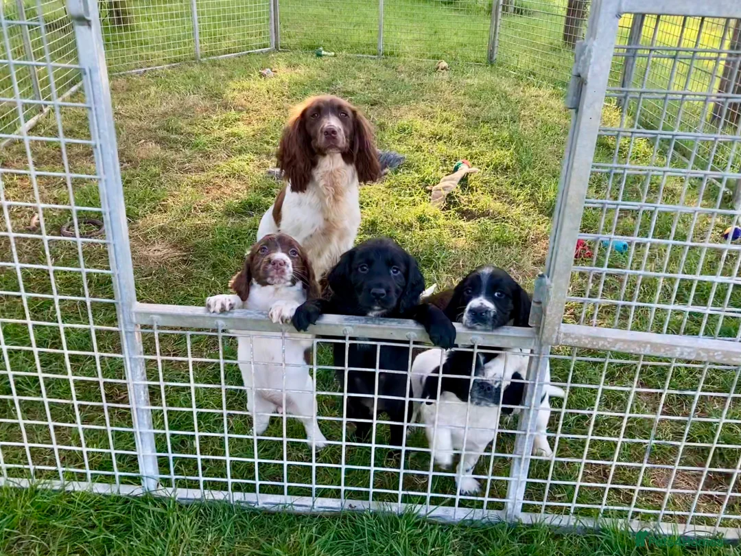 Sprocker dogs for sale: Sprocker Spaniel puppies  - Advert 1