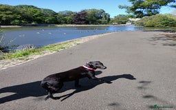 Labrador Retriever dogs for sale: Labrador puppy is looking for her forever home - Image 7