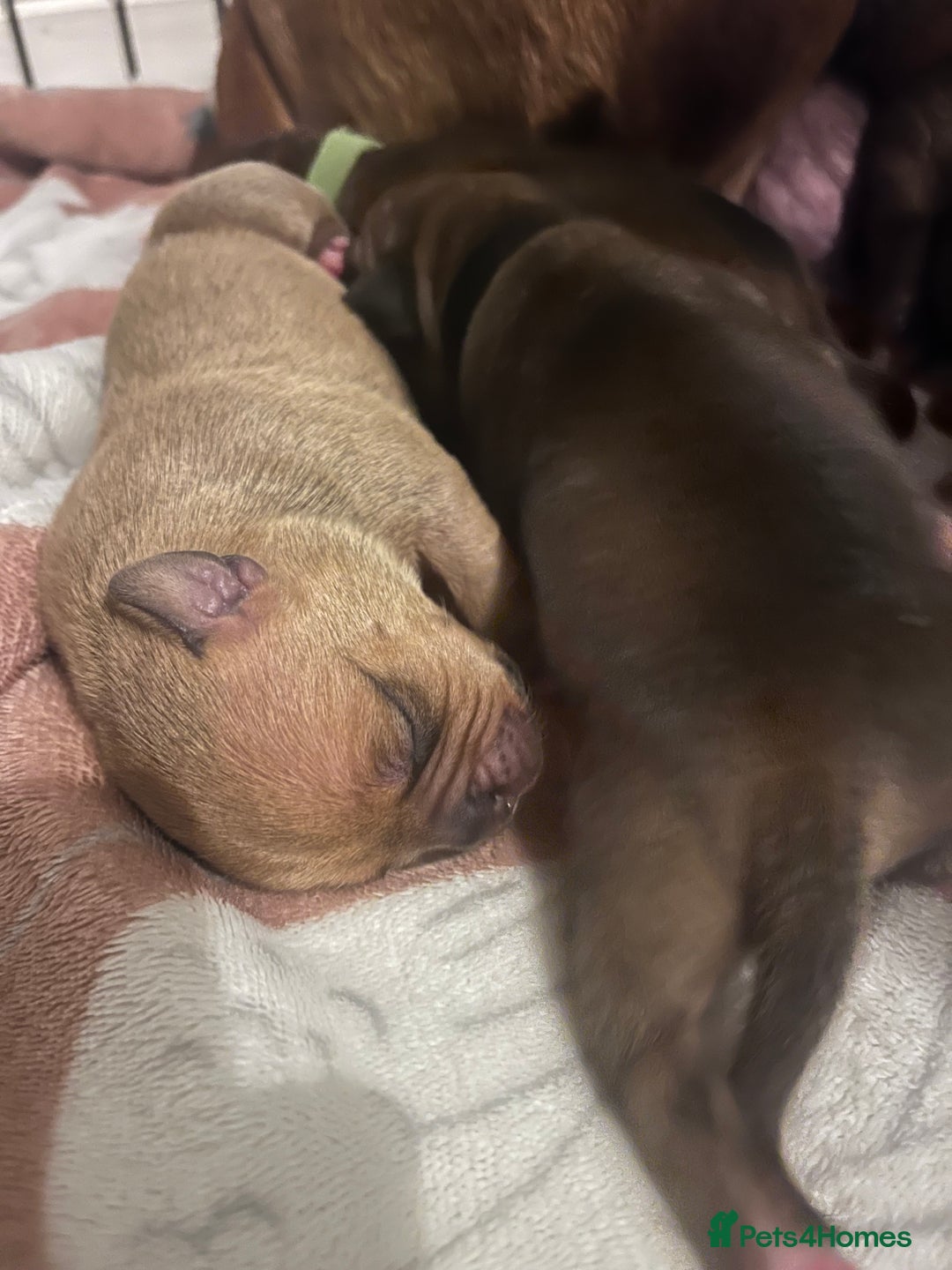 Staffordshire Bull Terrier dogs for sale: Red staffy pups  - Advert 12