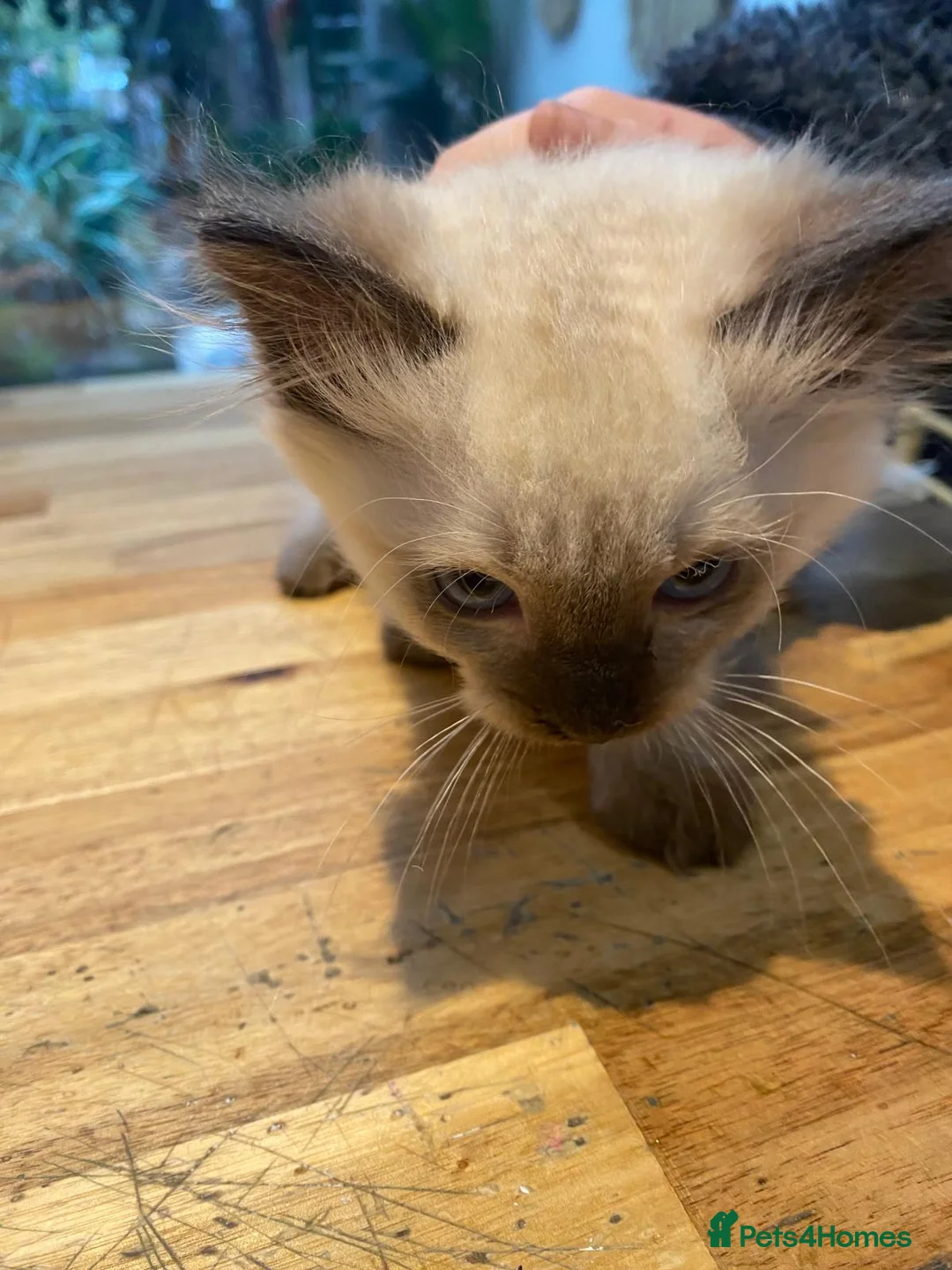 Ragdoll cats for sale: 3x stunning GCCF reg ragdolls remanding.   - Advert 16