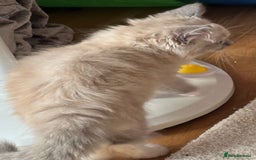 Ragdoll cats for sale: Cute Chocolate Ragdolls Ready Now - Image 5