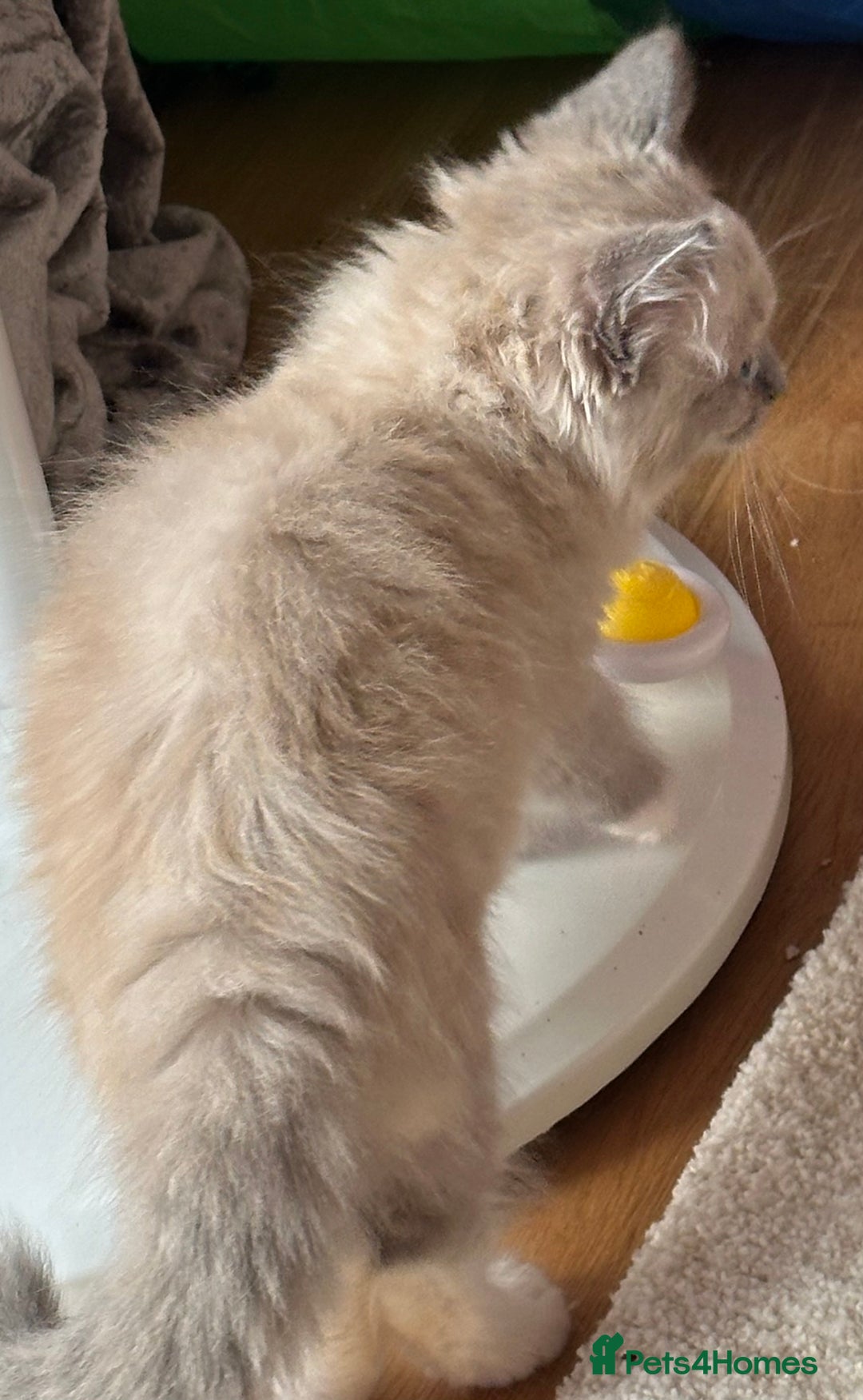 Ragdoll cats for sale: Cute Chocolate Ragdolls Ready Now - Image 5