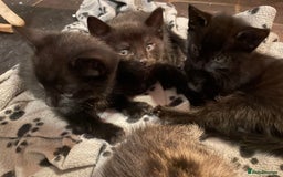 Mixed Breed cats for sale: Russian blue cross black and tabby kittens  - Advert 7