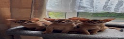 Abyssinian cats for sale: Gorgeous Abyssinian kittens  - Advert 1