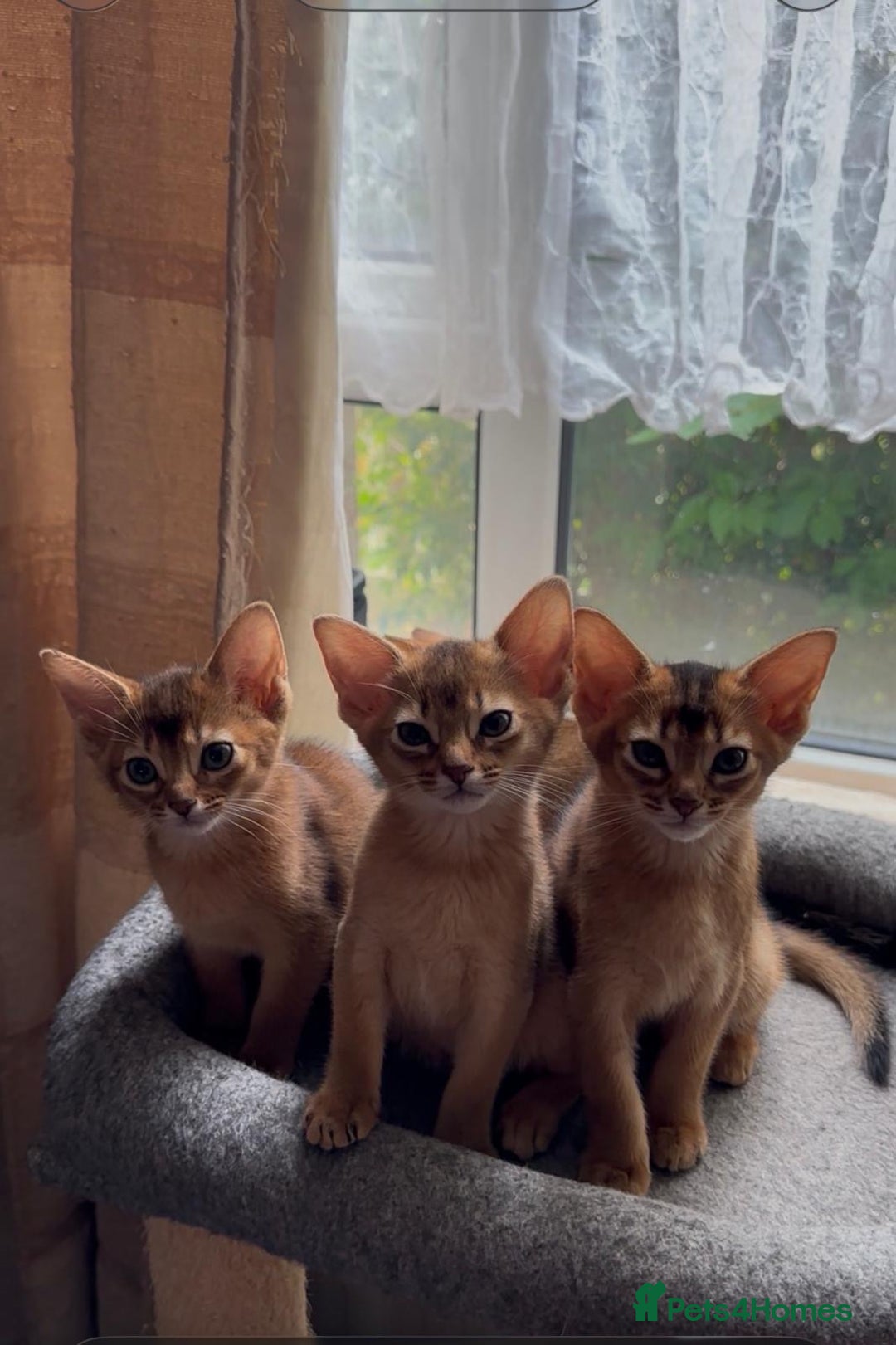 Abyssinian cats for sale: Gorgeous Abyssinian kittens  - Advert 1