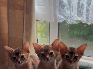 Abyssinian cats Gorgeous Abyssinian kittens - Advert 4