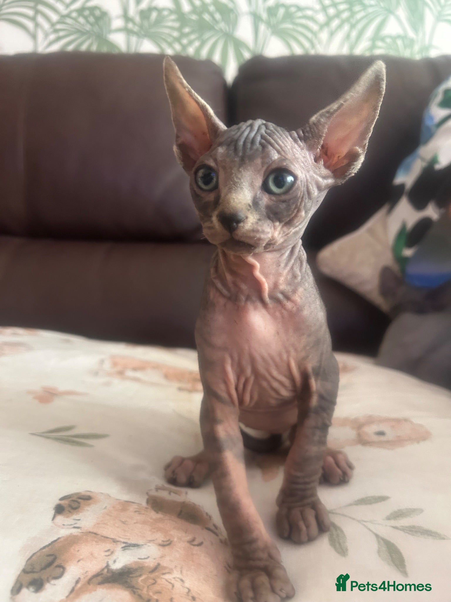 Sphynx cats 2amazing boys available for reservation. - Advert 2
