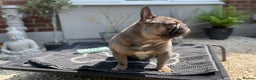 French Bulldog dogs for sale: Fawn/Blue Male French Bulldog - Advert 2