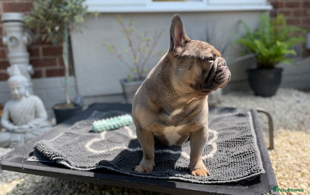 French Bulldog dogs for sale: Fawn/Blue Male French Bulldog - Advert 2