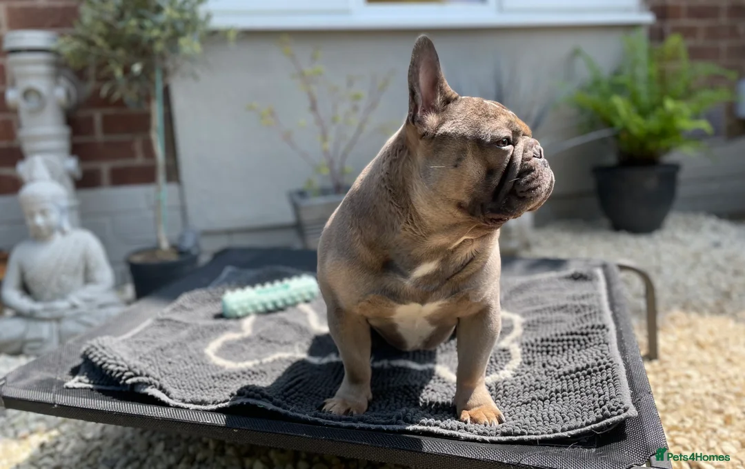 French Bulldog dogs for sale: Fawn/Blue Male French Bulldog - Advert 2