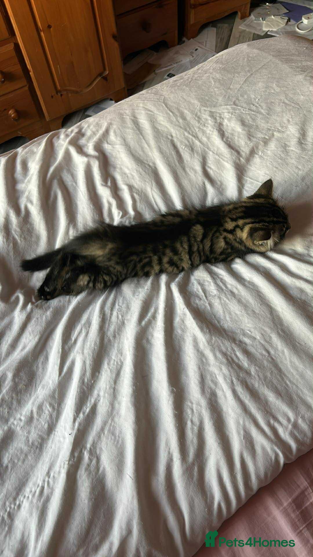 Maine Coon cats for sale: Fluffy female white black tabby male - Image 13