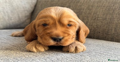 Cocker Spaniel dogs - Advert 7