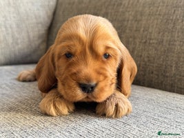 Cocker Spaniel dogs - Advert 7